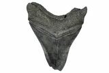 Bargain, Fossil Megalodon Tooth - South Carolina #367986-2